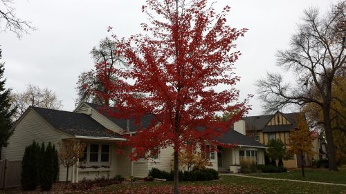 A Sunset-Colored Maple on Sunset Boulevard