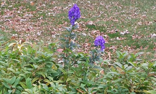 Late October Flowers on Sunset Boulevard