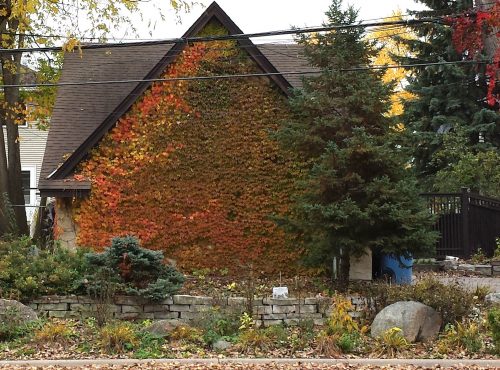 Vine-Covered Garage on Sunset Boulevard