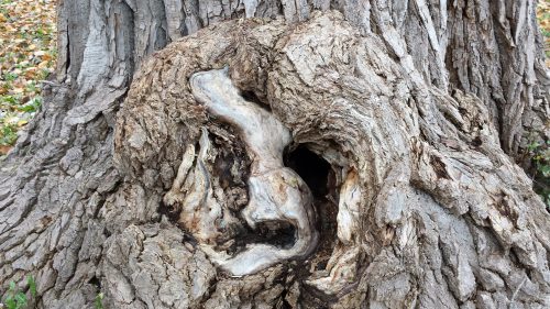 Trailside Tree on Cedar Lake