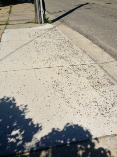Unswept seal coat rocks in front of a Minneapolis driveway