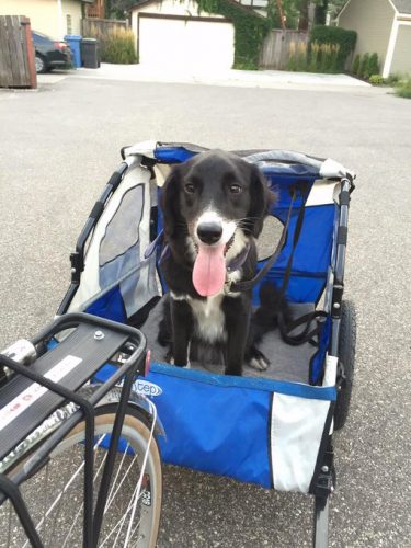 Biking with a pup