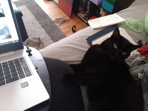 A laptop and cat