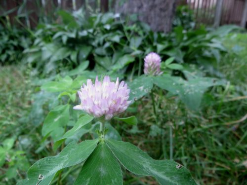blooming clover