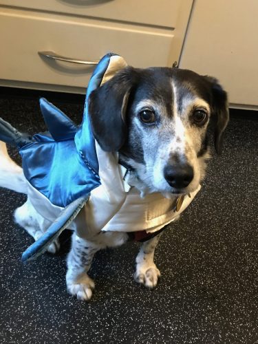 A dog wearing a shark costume looks at the camera.