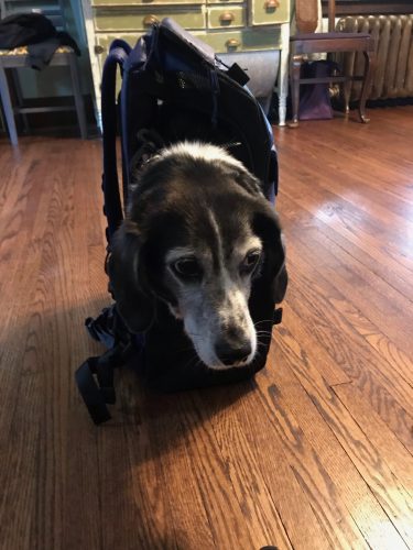 A sad dog with puppy eyes has her head sticking out of a specialized backpack or carrying dogs.