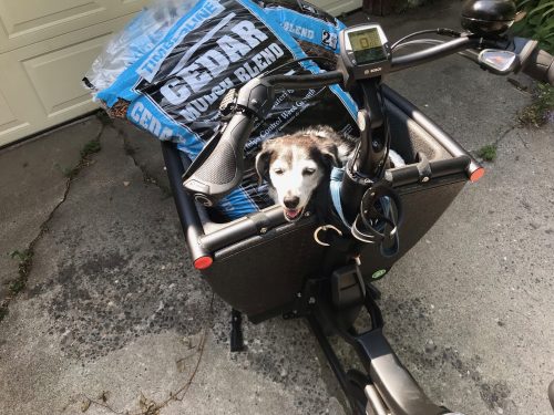 A dog sits smiling in a cargo bike bucket full of mulch bags.