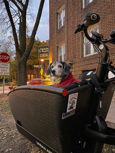 A dog wearing a coat sits in a cargo bike bucket looking at the camera.