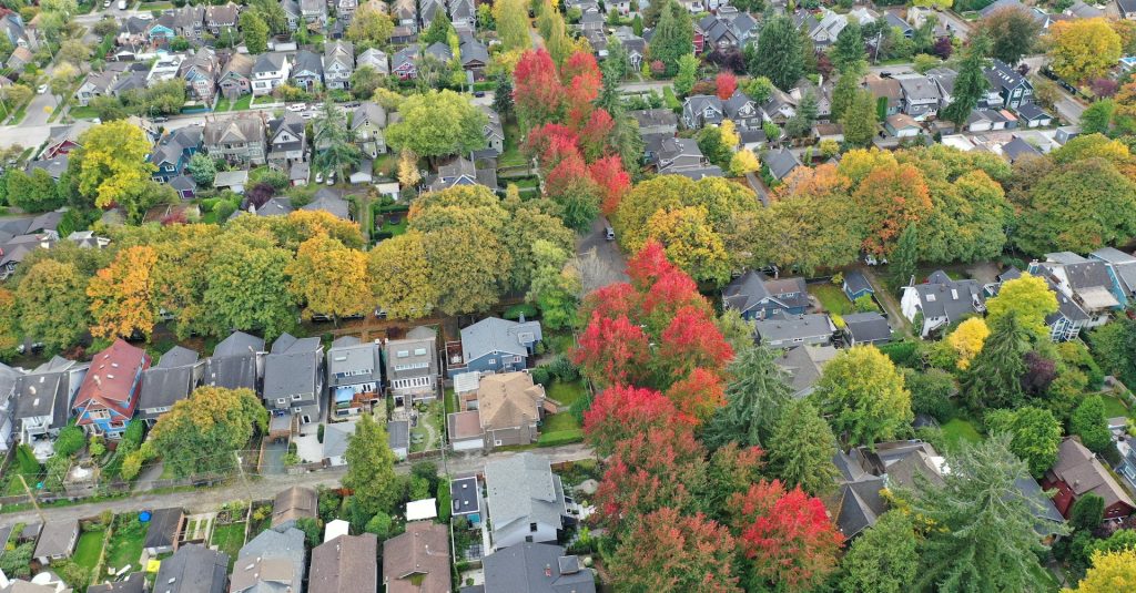 Urban tree canopy, seen from overhead