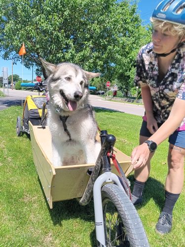 A helmeted Risa Hustad poses with their Malamute, Bandit, sitting in a bakfiets basket on Hustad's  bike. 
