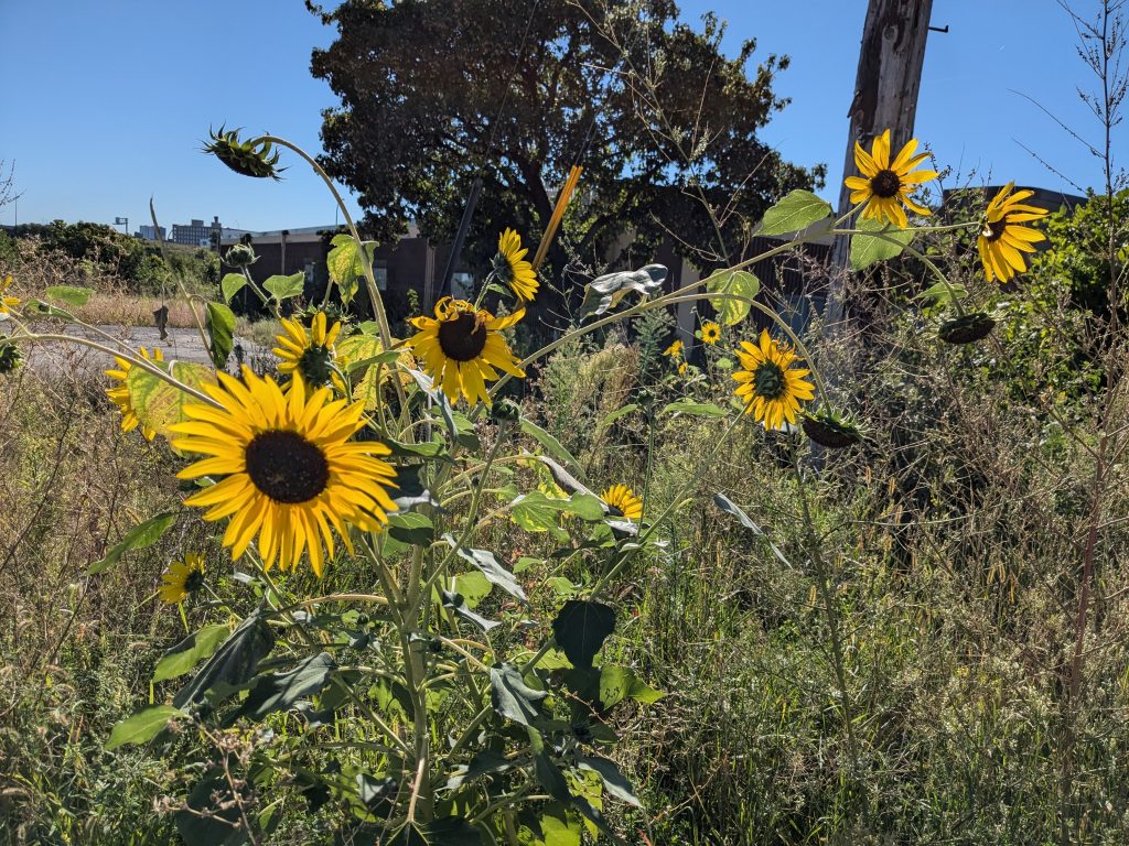 Sunflowers on a business-oriented block of the Near North neighborhood of Minneapolis.