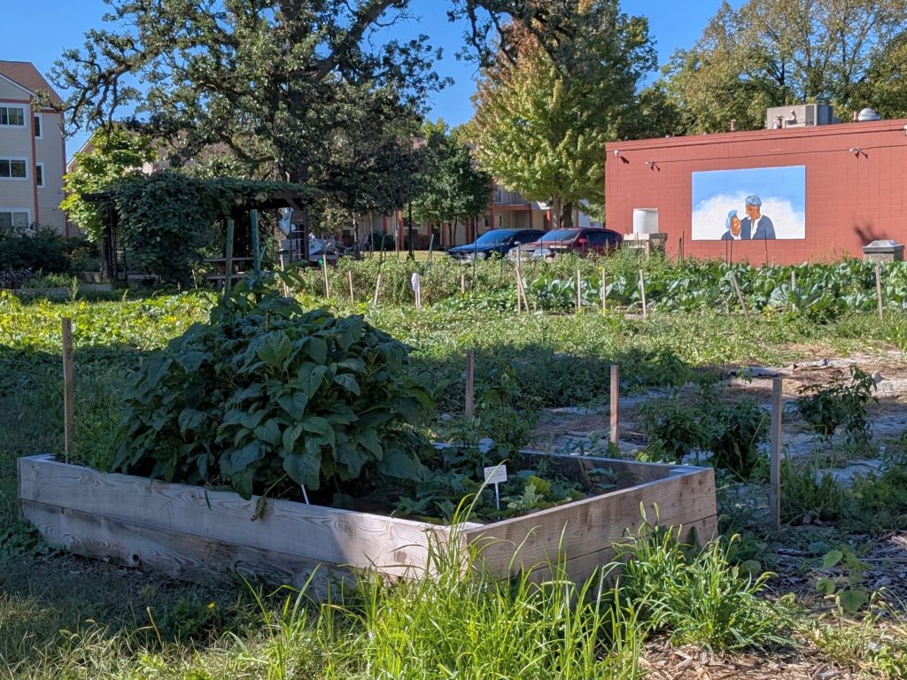 A communal garden offers a variety of vegetables.