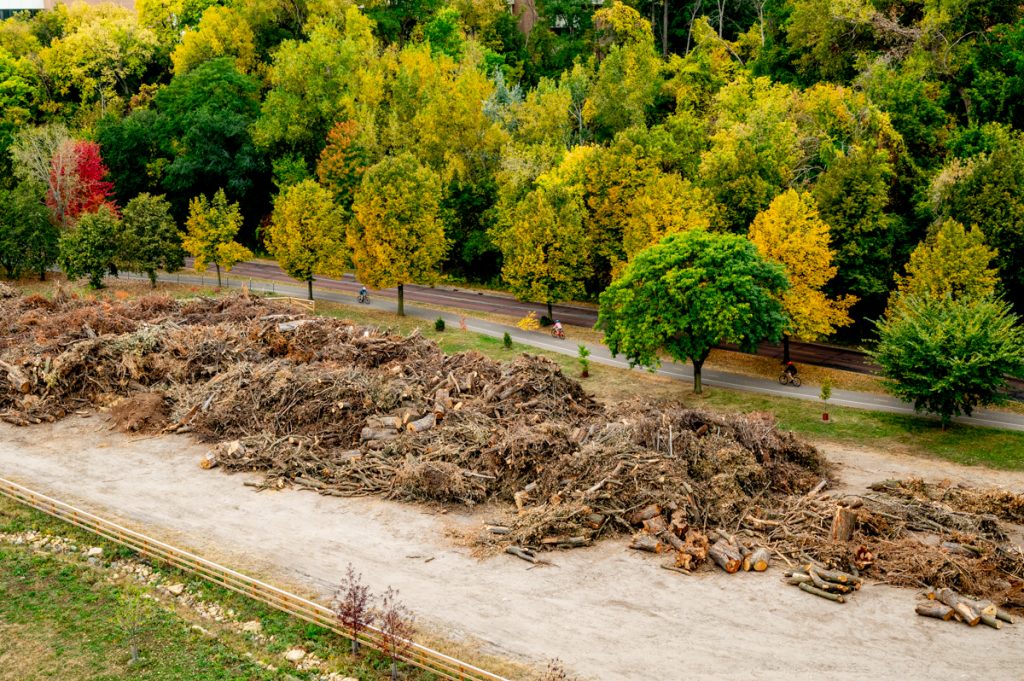 A long shot of cyclists on a bike path from afar with organic tree matter in the foreground and trees in the background.