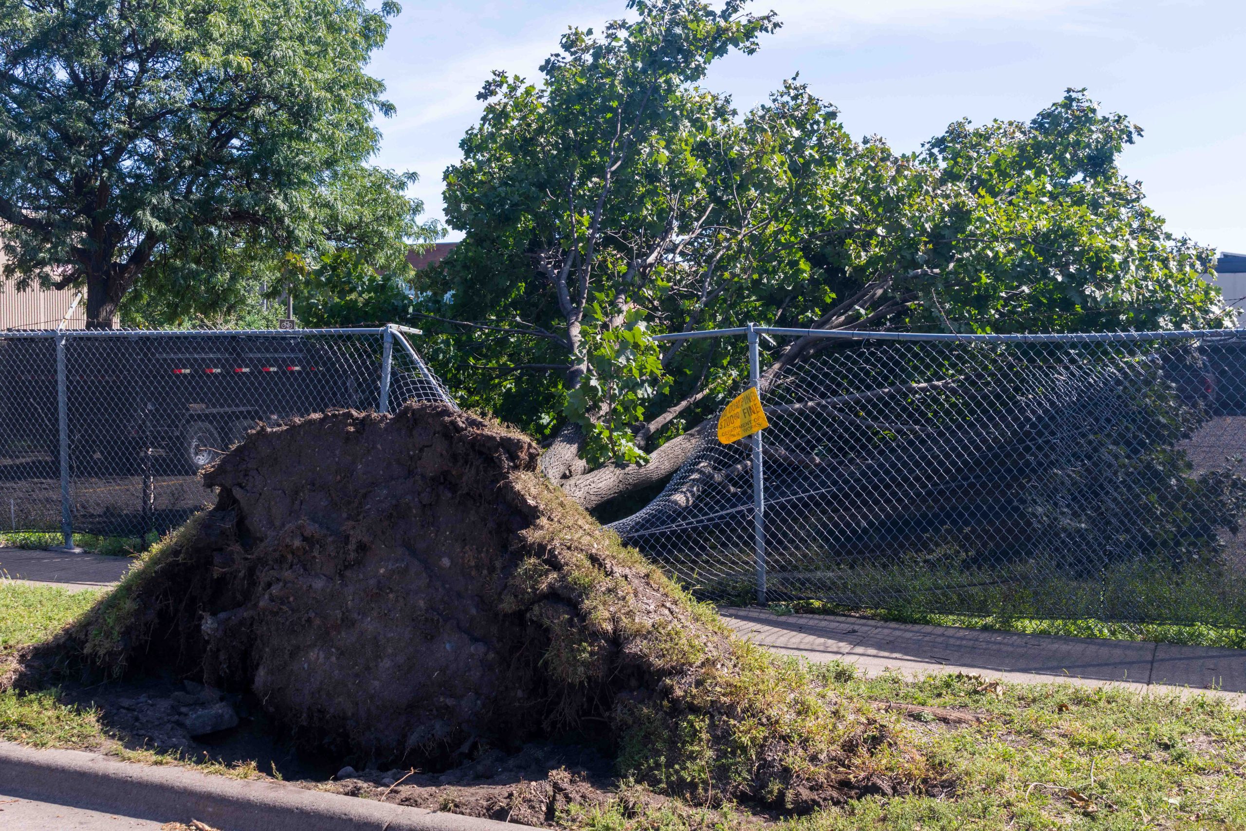 Maple tree knocked over on a fence on Mackubin near Minnehaha Street.