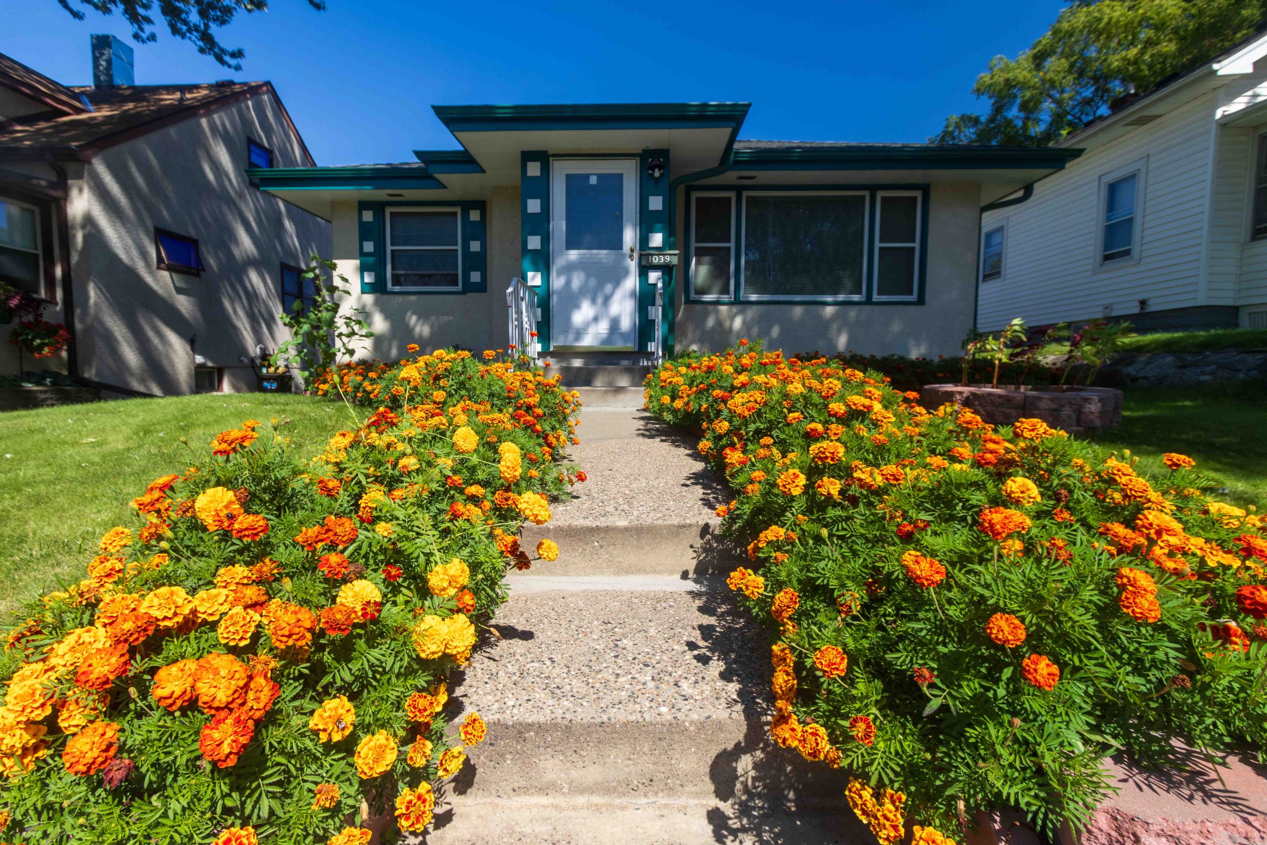 Marigolds on both sides of the walk to 1039 Cook.
