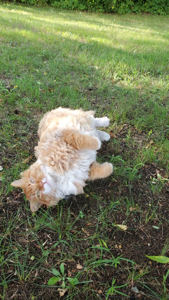 An orange cat lying on their side near the sidewalk we were on.