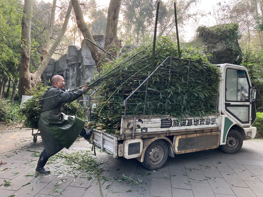 Person loading large stack of bamboo onto small electric truck