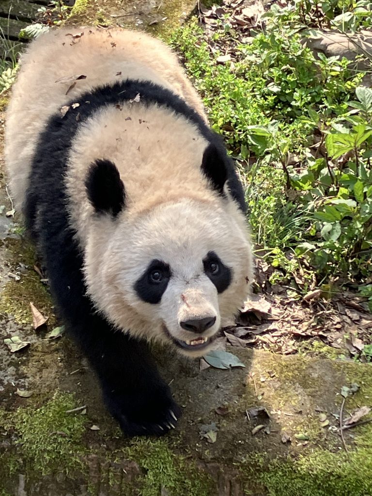 Close up photo of giant panda looking directly at camera