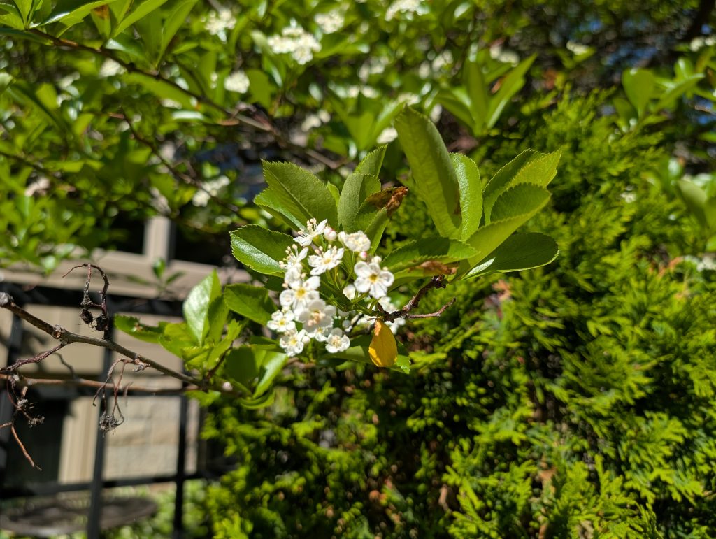 Yellow-centered white blossoms on  greenery