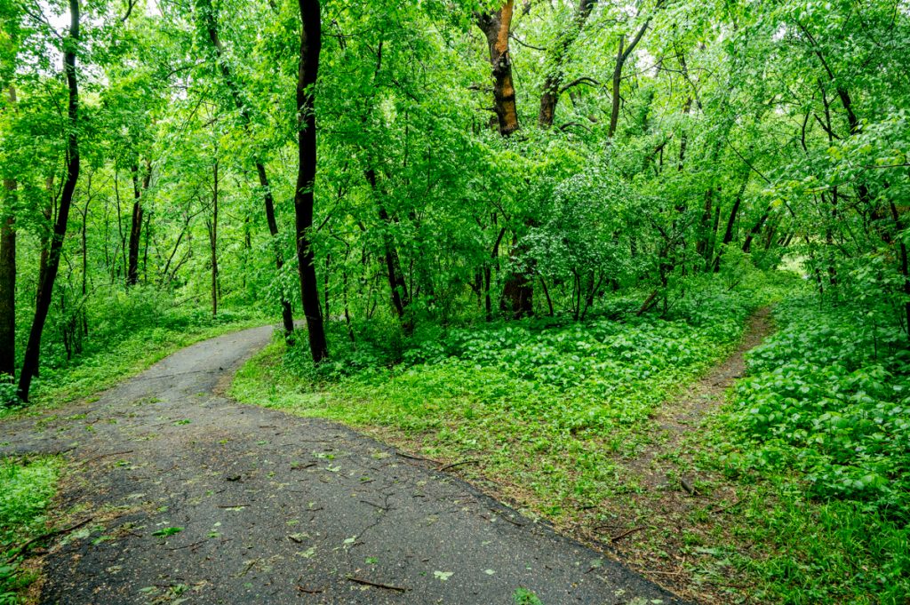 Two trails, one paved and one unpaved surrounded by trees and greenery on the Jonathan Trails