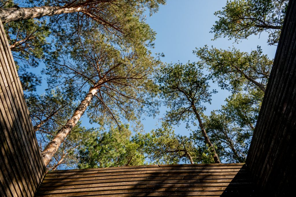 Looking upward at trees in an installation at the at the Minnesota Landscape Arboretum 
