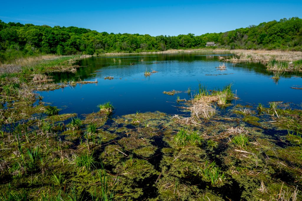 A large pond at the Minnesota Landscape Arboretum 

