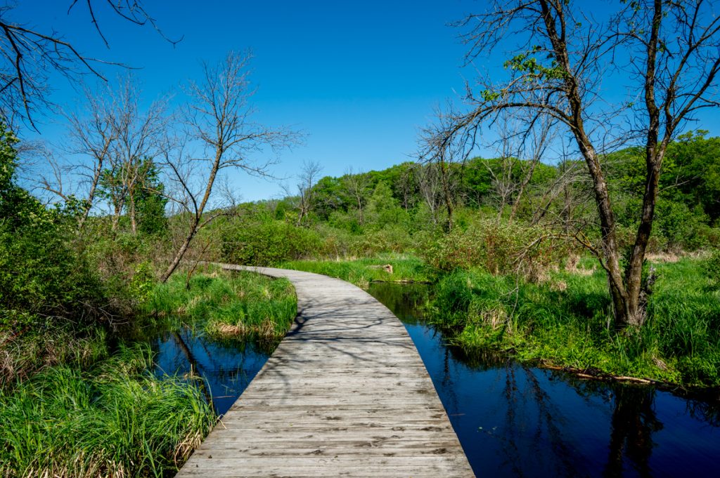 A boardwalk through a green landscape at the Minnesota Landscape Arboretum 

