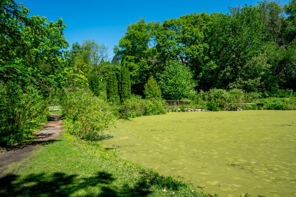 A green covered pond and greenery at the Minnesota Landscape Arboretum 

