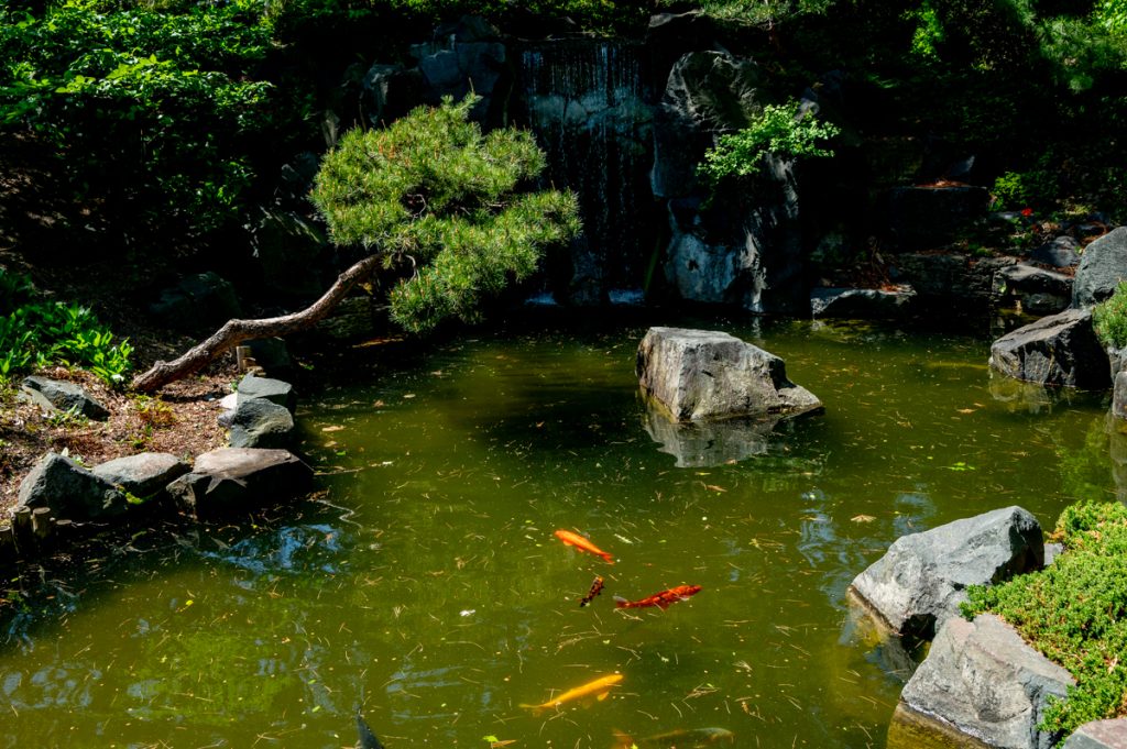 Two gold fish in the Japanese Garden at the Minnesota Landscape Arboretum