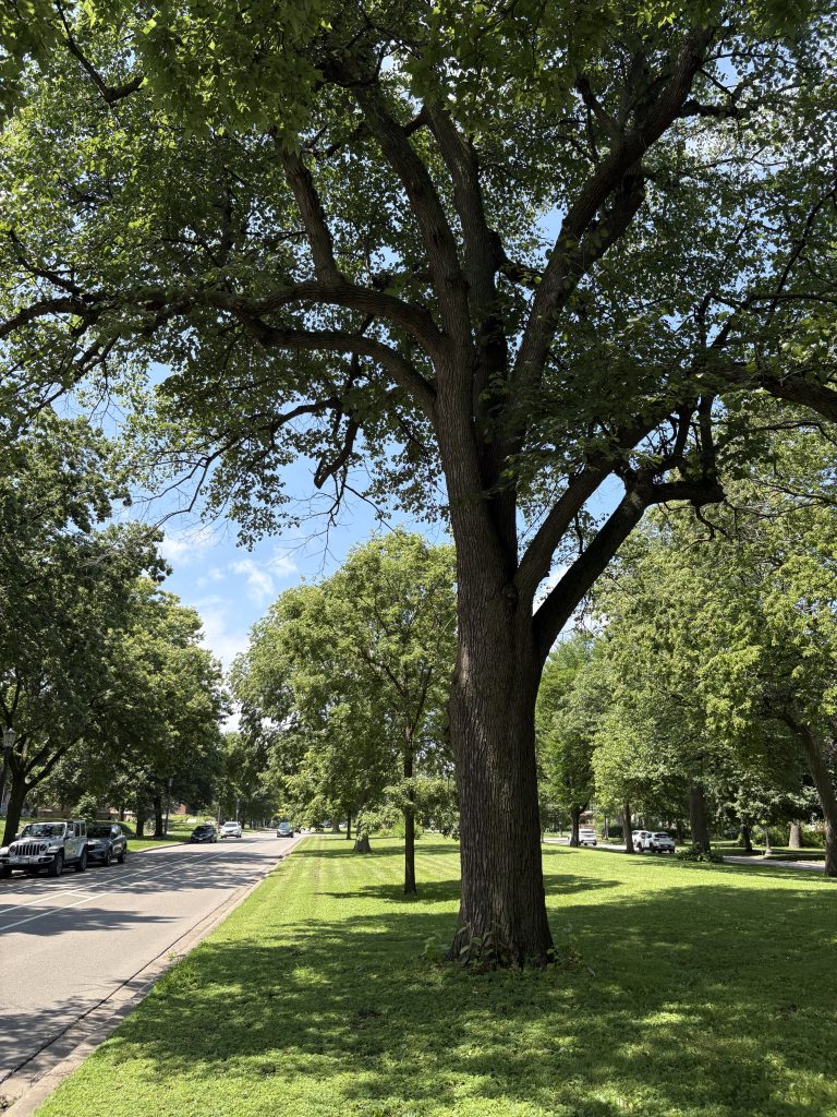 A basswood tree, estimated to be over a century old, sits alongside Summit Avenue.