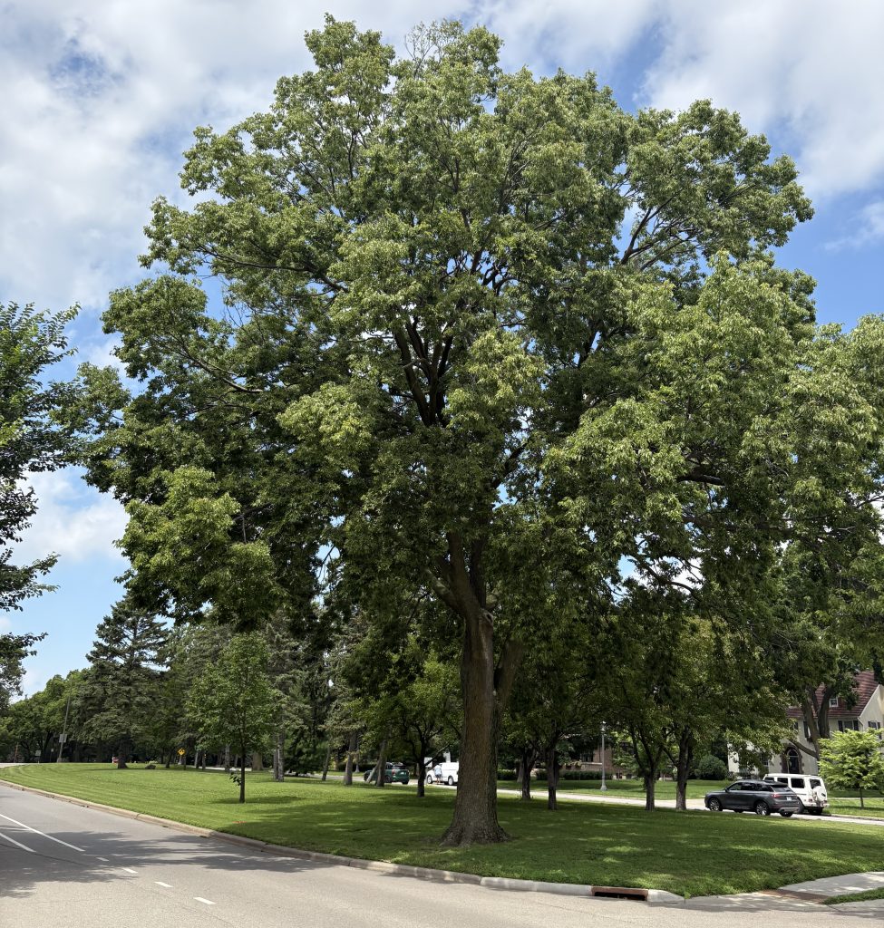 A towering Hackberry tree sits on a corner of Summit Avenue in St. Paul.