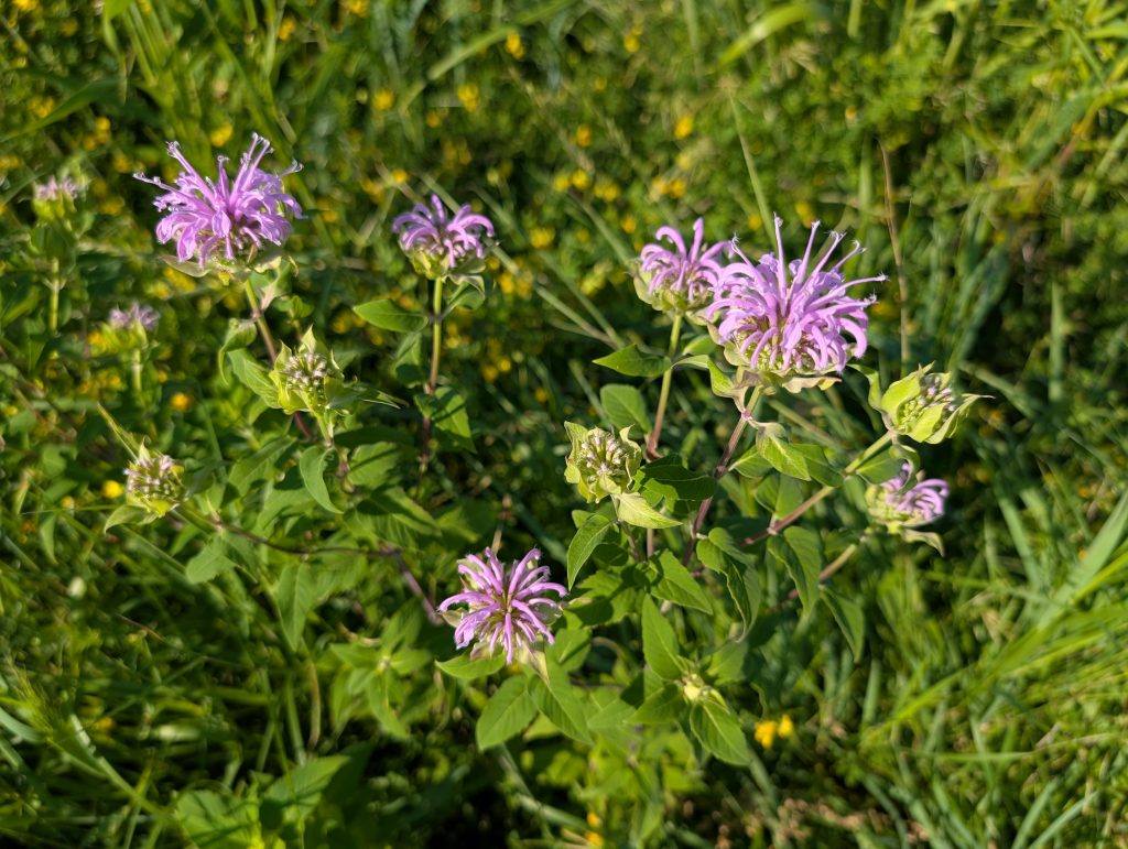 Lavender-colored bee balm flowers against a background of green leaves