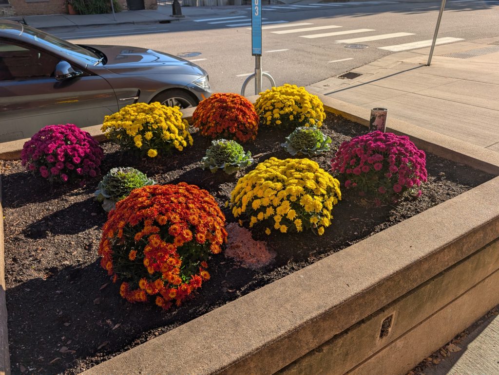 streetside planter of mums