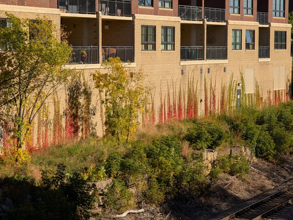 vines in autumn colors growing up apartment building from railway trench
