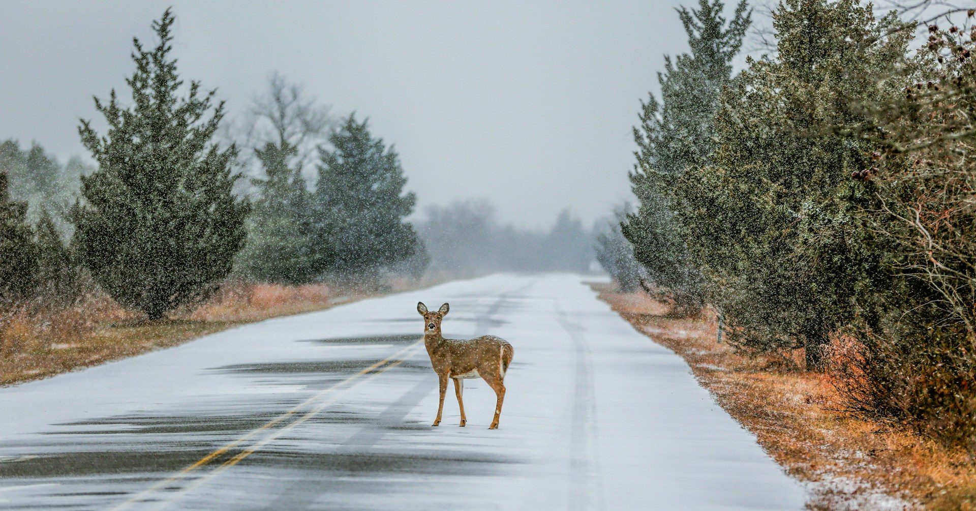 A deer crosses a snow-covered road.