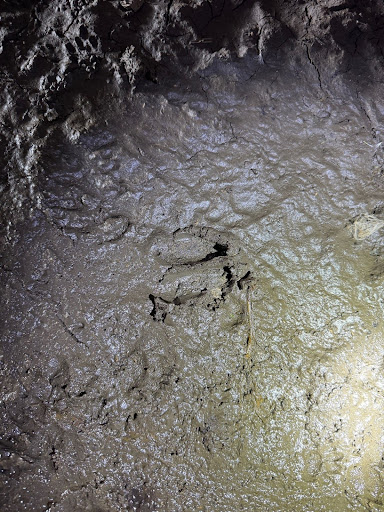 Deer and other wildlife prints in mud at the bottom of an underpass.