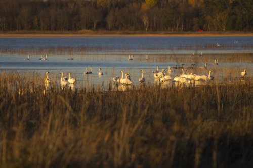 Swans on the water near stands of wild rice.