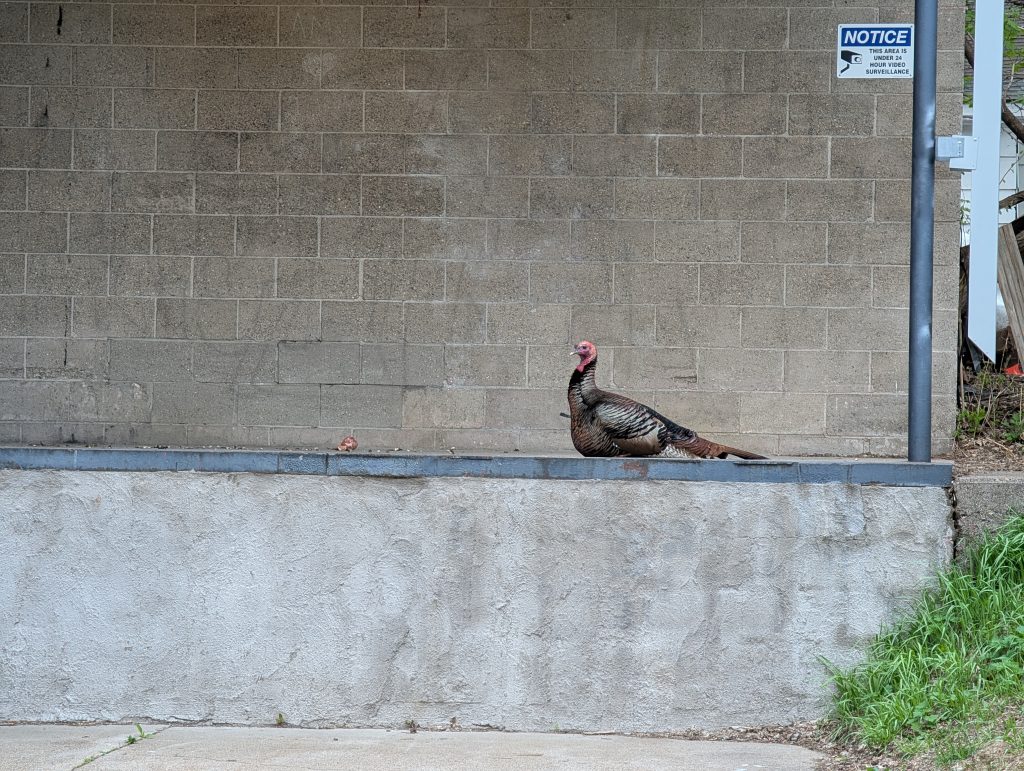 concrete block building with turkey on loading dock