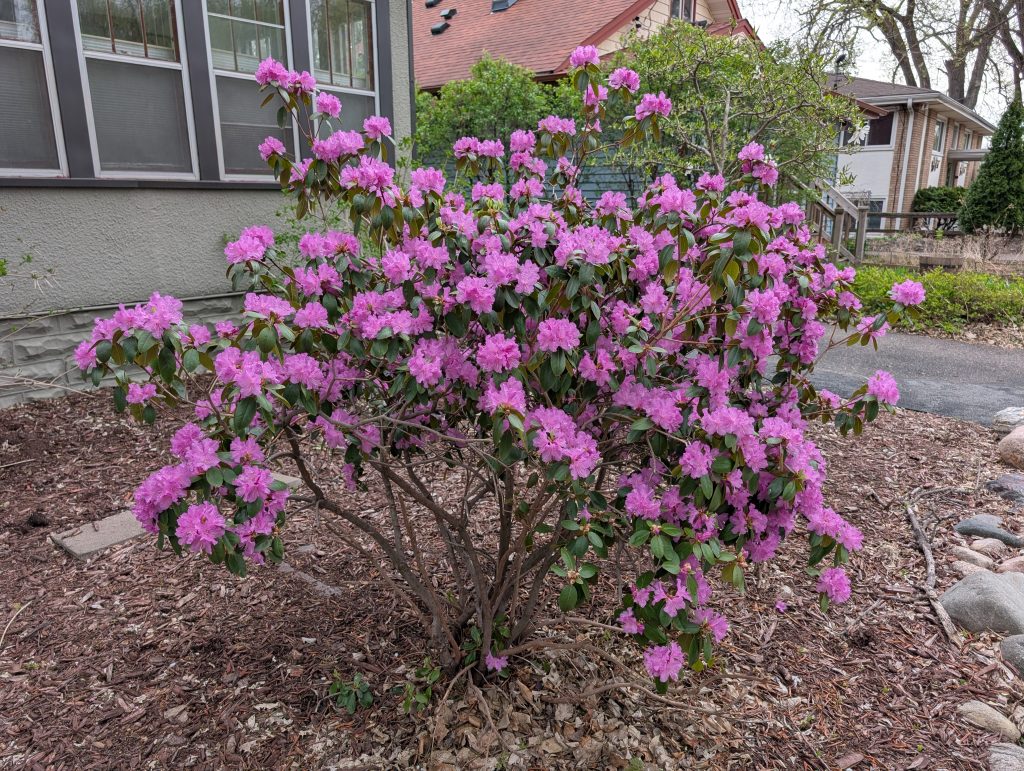 rhododendron