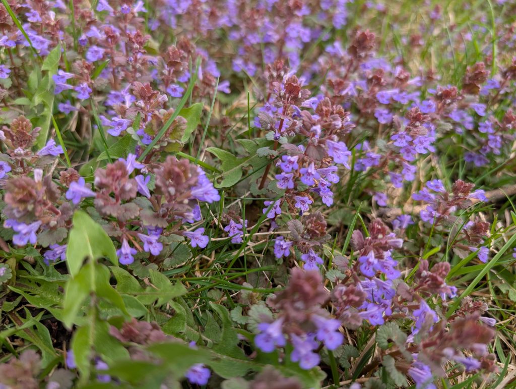 small purple flowers