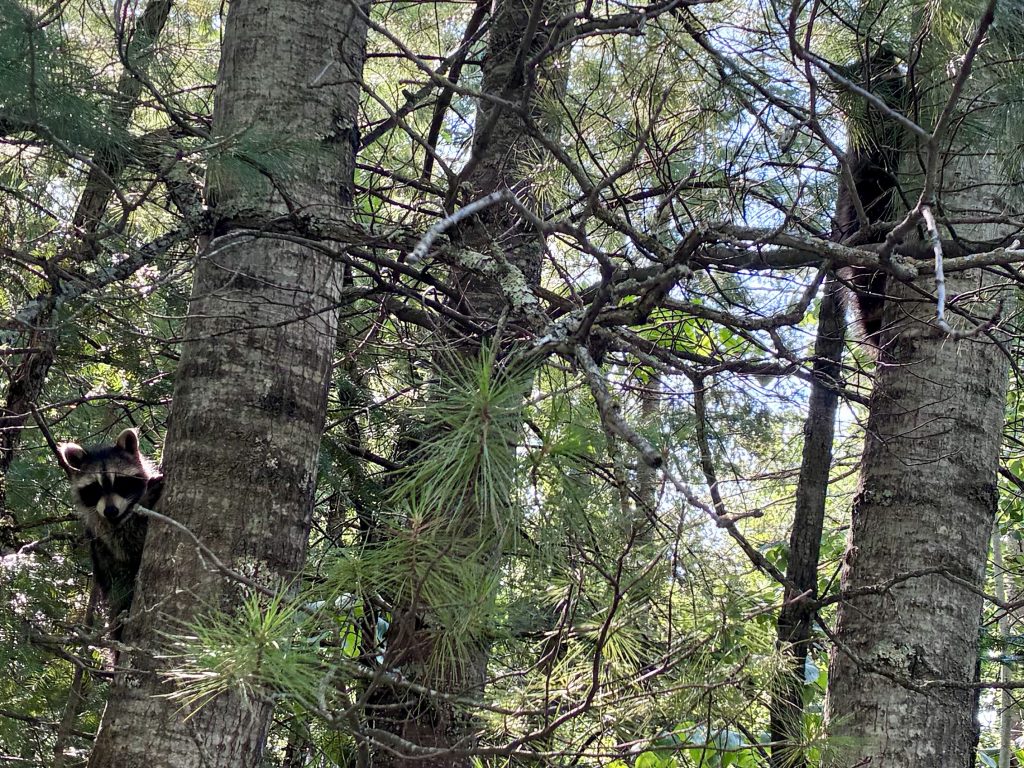 I didn't get a picture of the bear on the trail. But I did capture a shot of these two juvenile raccoons.