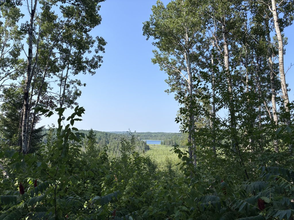 A view through aspens of the Chippewa National Forest.