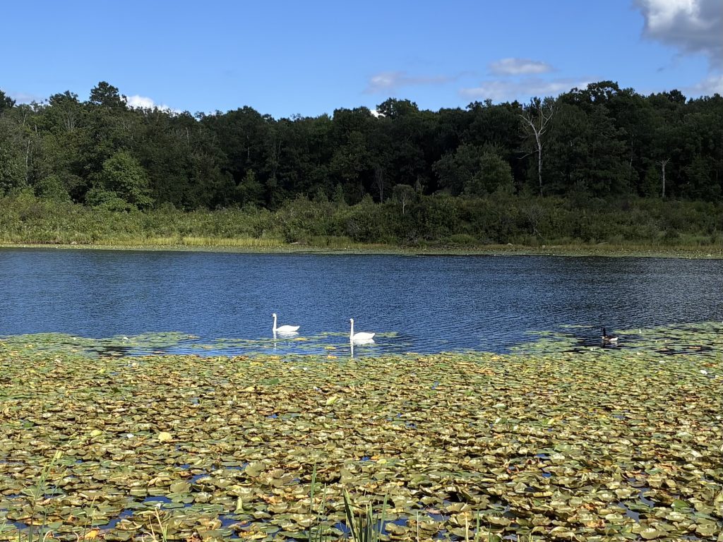 Swans and a goose swimming in a small lake along the trail to Hackensack.