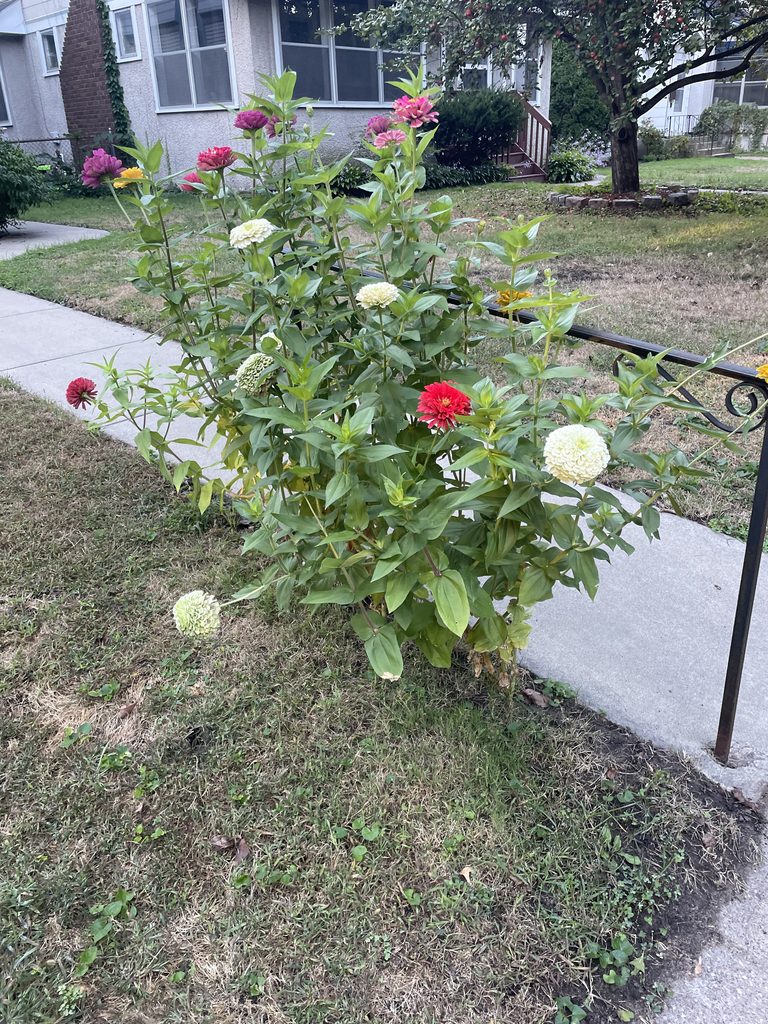 A flowering bush adorns a wrought-iron railing in a front yard.