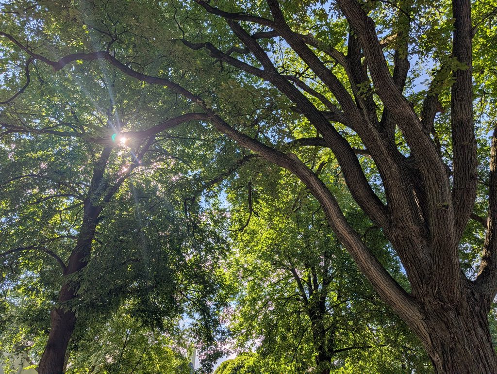upward view of tree canopy