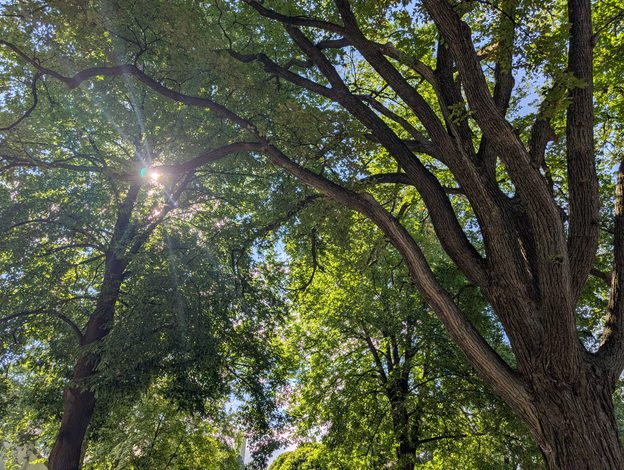 upward view of canopy of trees