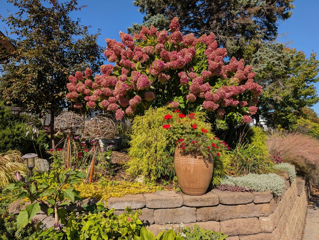 bushy muted red flowering plant with smaller bright red flowers in front of it