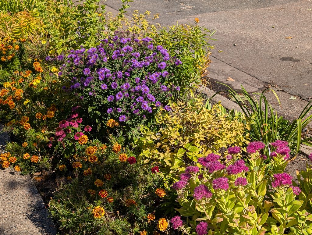 purple and orange flowers